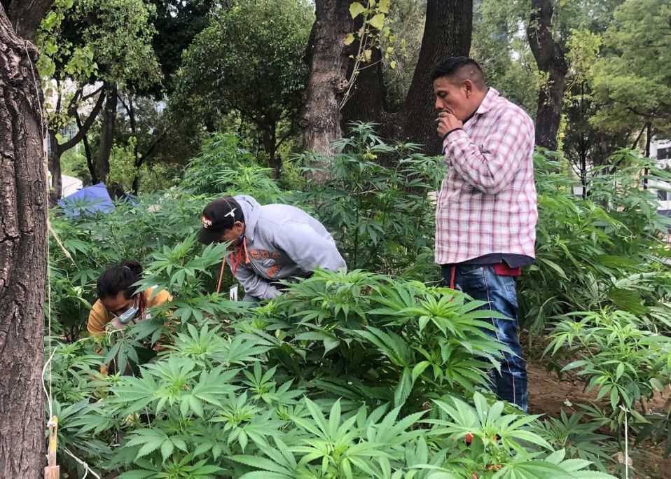 Mexico close to becoming the world's largest legal cannabis market